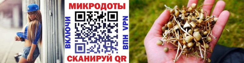 купить наркотики сайты  Тында  Псилоцибиновые грибы Psilocybe 