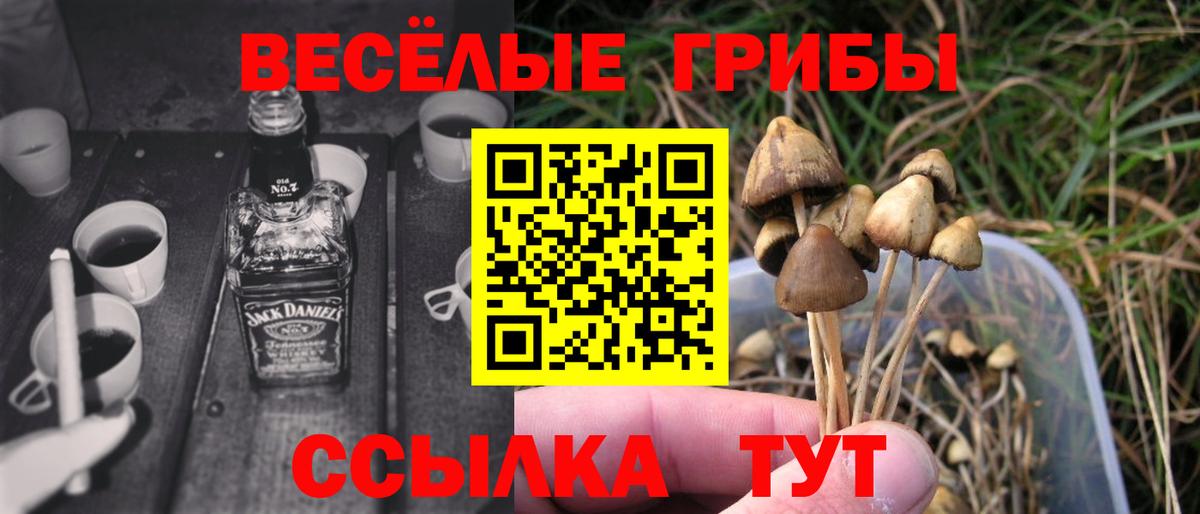 Псилоцибиновые грибы прущие грибы Тында
